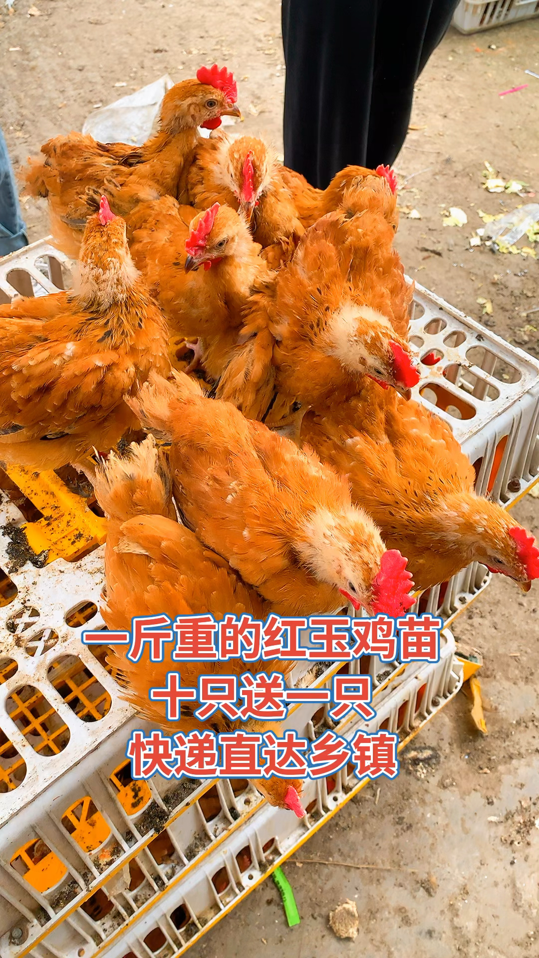 红玉鸡苗,红玉大公鸡,成年涨到13-15斤