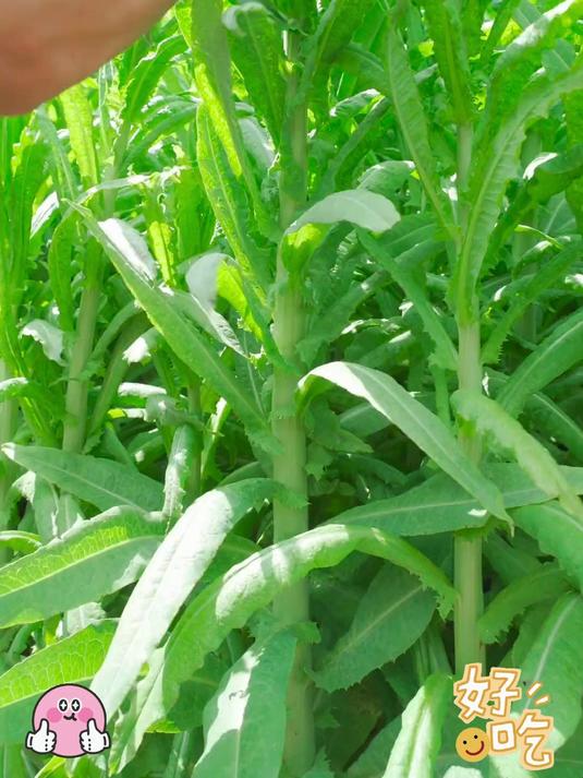 脆嫩贡菜干 涮煮凉拌两相宜