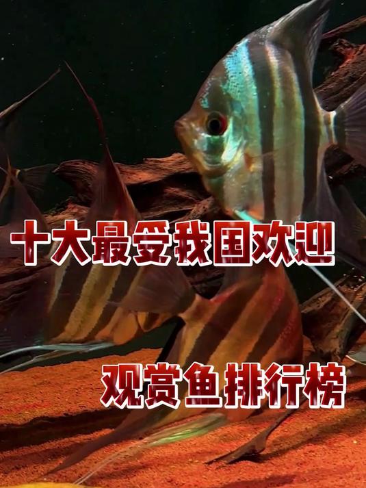 十大最受我国欢迎观赏鱼排行榜