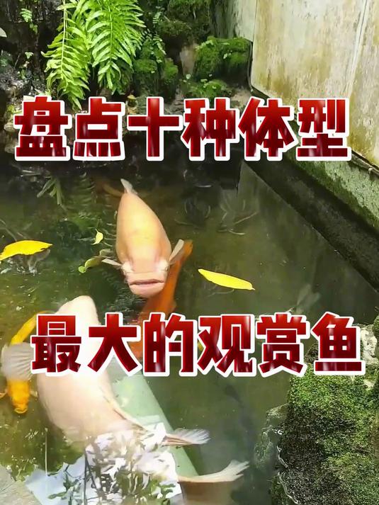 盘点十种体型最大的观赏鱼