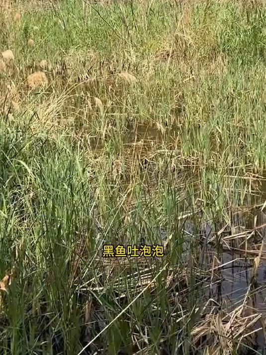 黑鱼吐泡泡,目测应该不小,直接钓起开干
