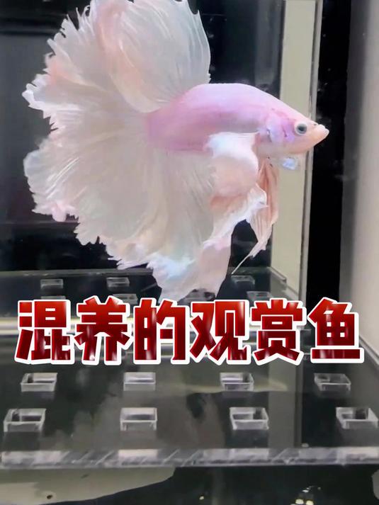 八大不适合混养的观赏鱼