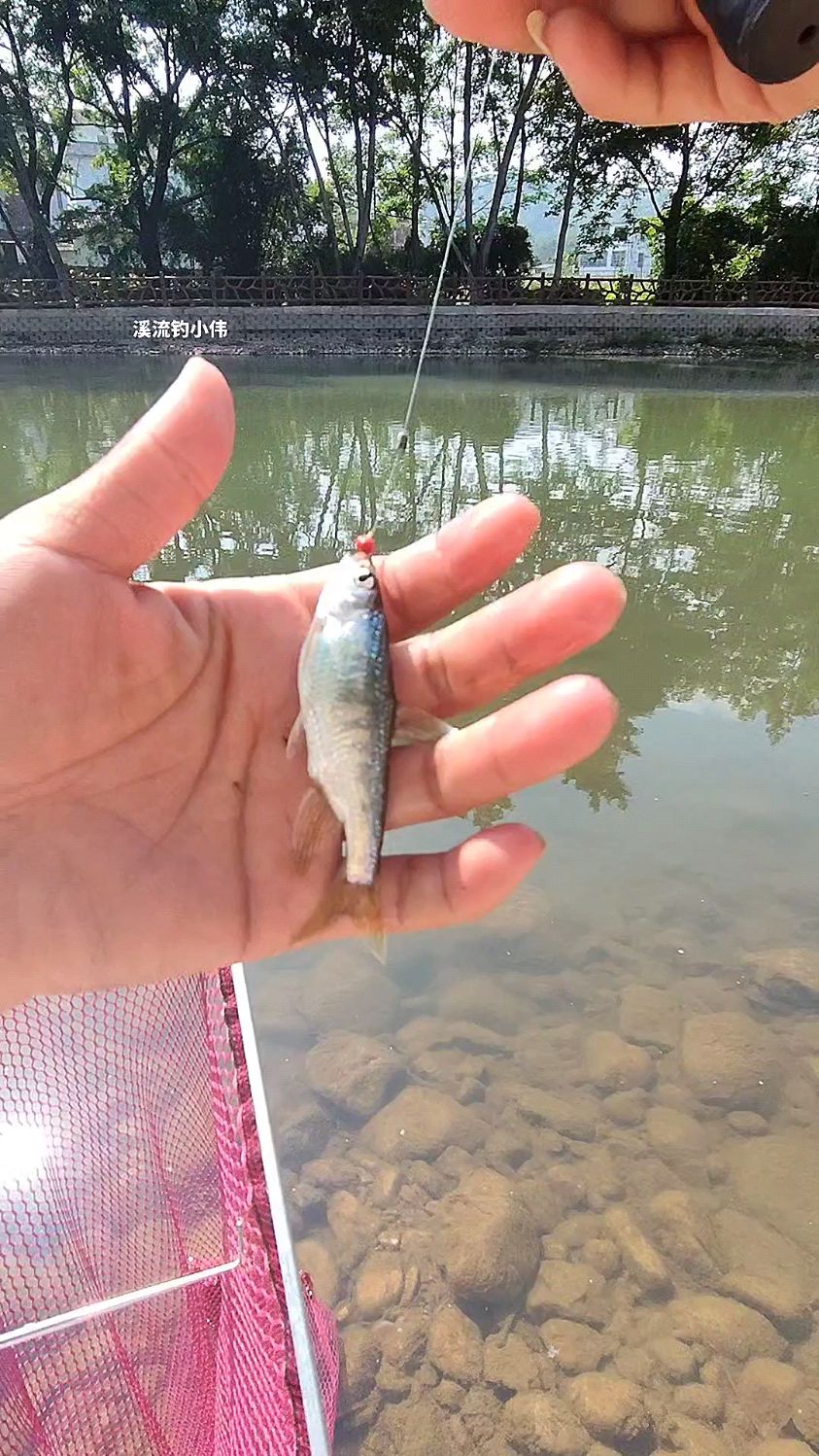 用橡皮泥钓鱼就是爽,竿竿都上鱼#溪流钓 #山间小溪 #长鳍鱲