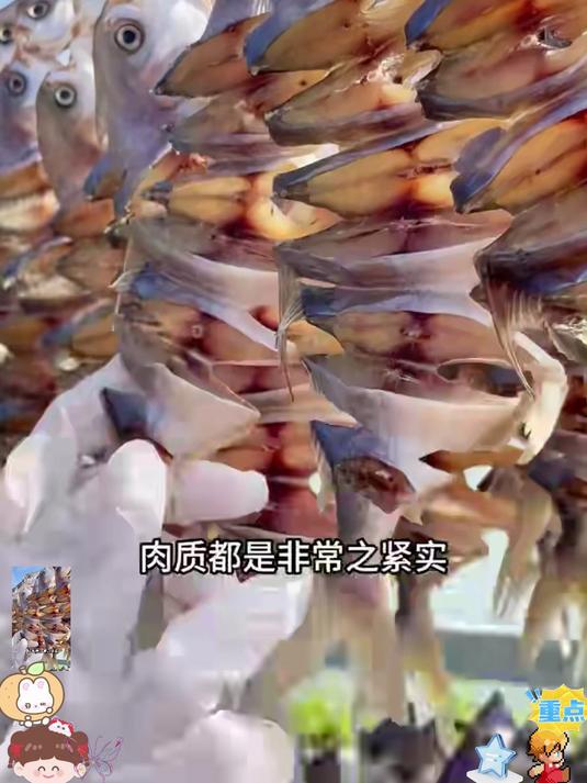 深海金鲳鲜捕现制,自然风干锁鲜,肉质紧实弹牙,咸淡适口不齁咸
