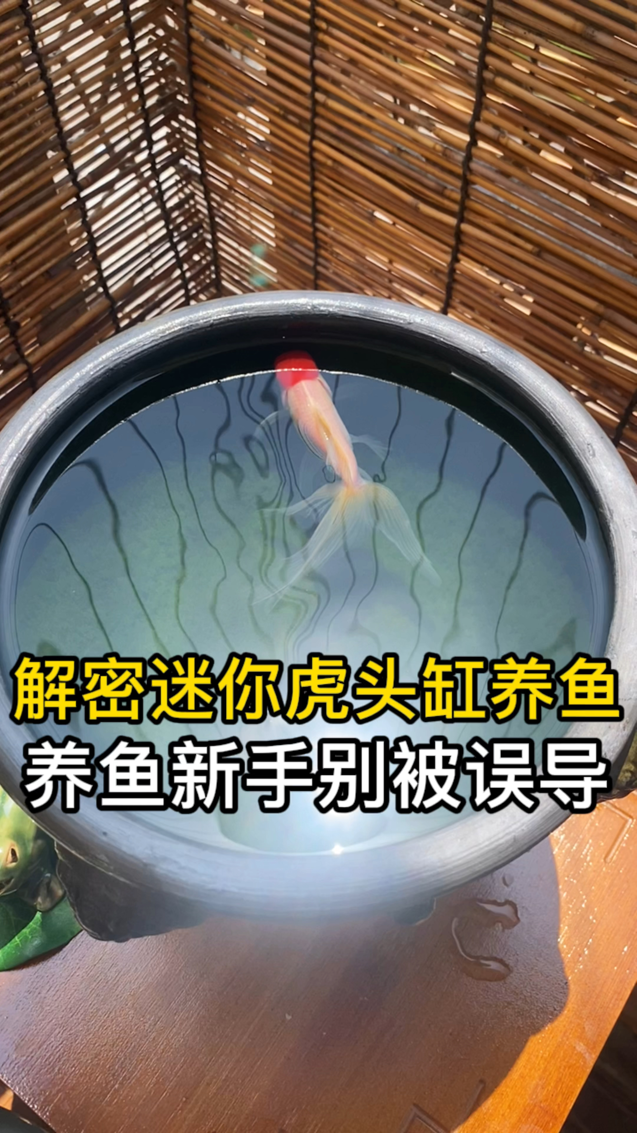 解密迷你虎头缸养金鱼的问题,养鱼新手不要被误导了