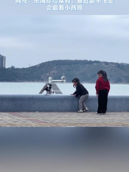 小女孩在海边看到白颈鸦,上前打招呼却被白颈鸦追赶