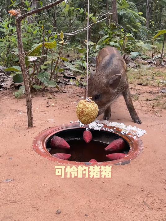 农家土猪 + 传统熏制,春节必备的地道烟熏腊肉
