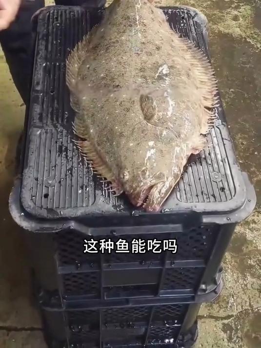这些奇奇怪怪的鱼能吃吗#怪鱼##钓鱼#