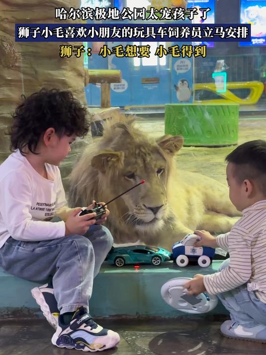 #花满春城我代言#哈尔滨极地公园太宠孩子了,狮子小毛喜欢小朋友的玩具车饲养员立马安排