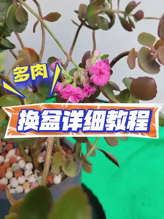 多肉换盆详细教程!快来看看吧!