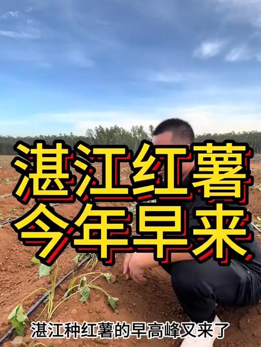 今年湛江的红薯比往年早