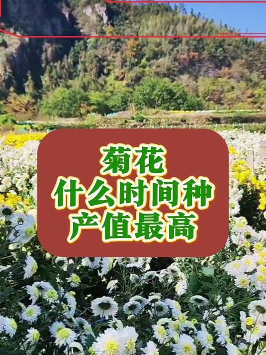 菊花什么时间种植产量最高 菊花种植 中药材种植 药材种植