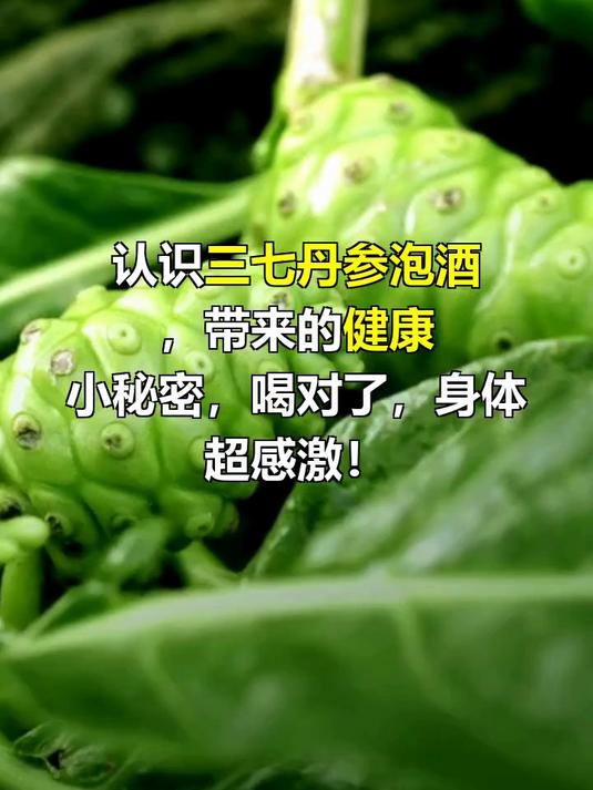 三七丹参泡酒的功效与作用