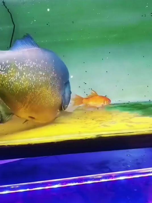 一条凶狠的食人鱼,正在追着一条金鱼攻击,金鱼完全没反抗能力