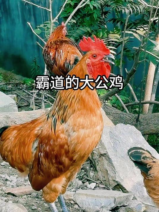 有趣霸道的大公鸡