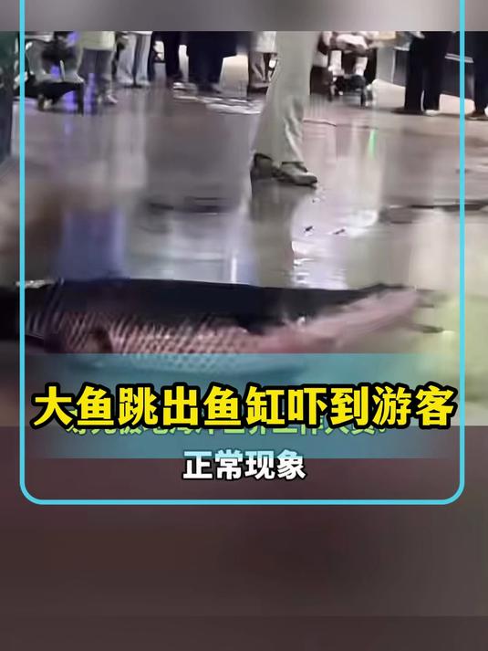 大鱼跳出鱼缸吓到游客，海洋世界回应这是正常现象
