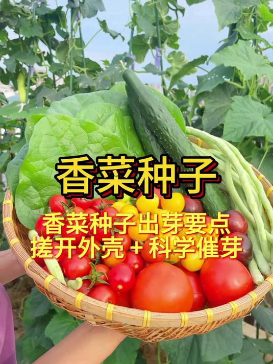 香菜种子出芽要点，搓开外壳 + 科学催芽