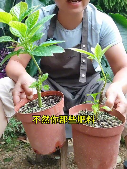 养花万用方法，小苗病苗起死回生的方法