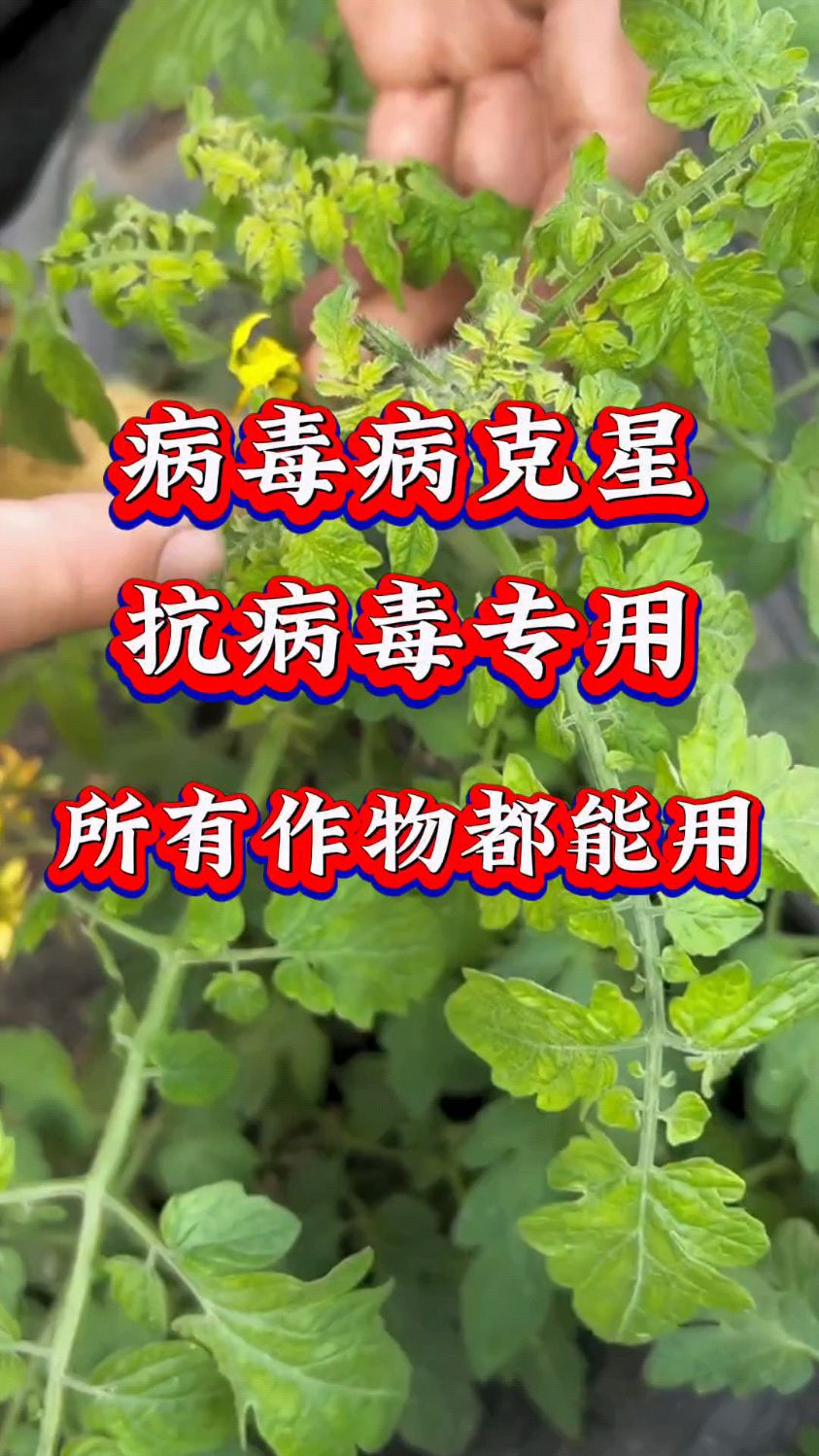 病毒病克星,抗病毒专用,适用所有作物#三农#农业#农业种植
