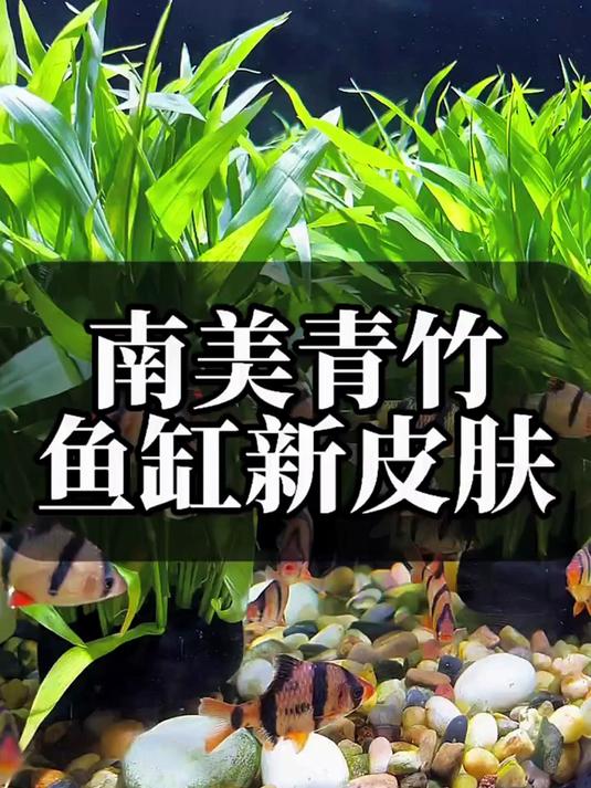 鱼缸种它,瞬间变水下竹林#养鱼##鱼缸造景##养鱼日记#