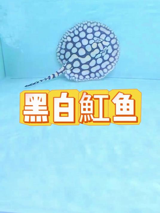 黑白魟鱼