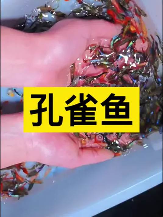 孔雀鱼怎么养?实用技巧助你养好观赏鱼