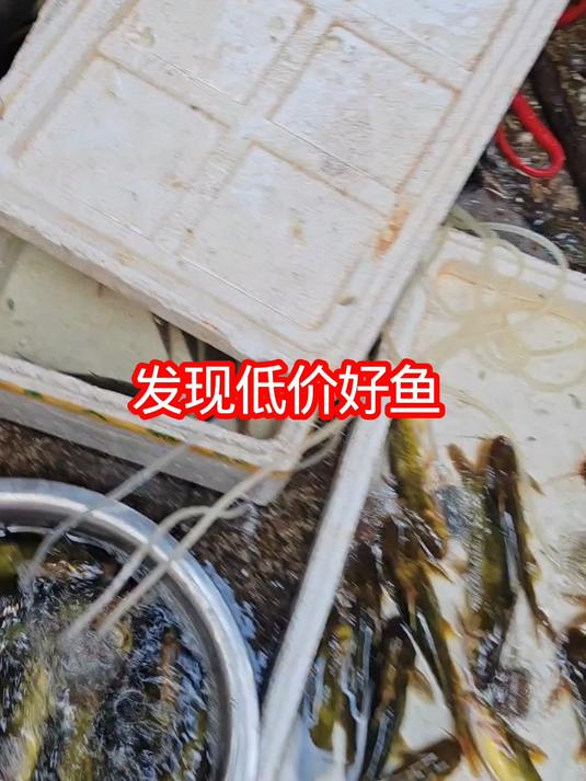 发现漂亮红眼鱼,看看多少钱能够拿下