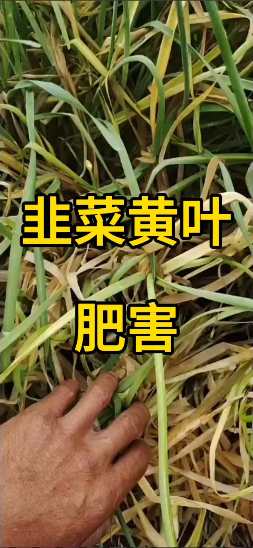 韭菜黄叶-肥害!