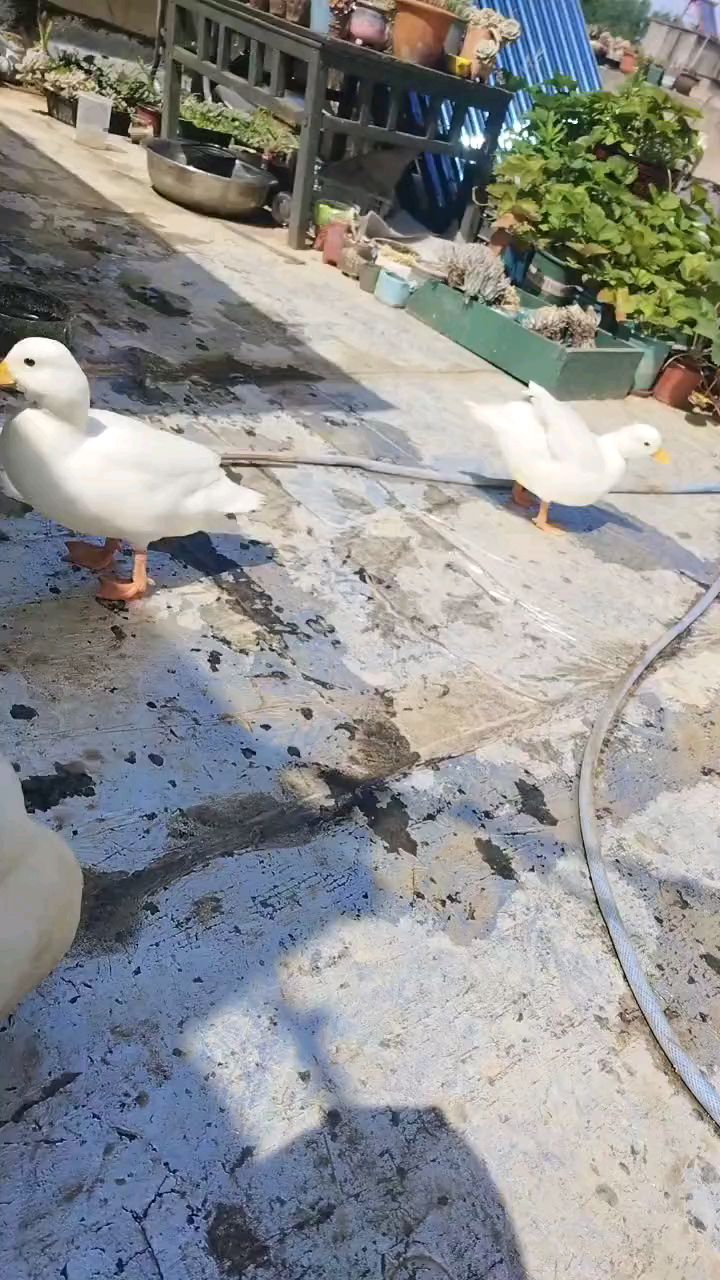 萌宠柯尔鸭 小鸭鸭吃饭了