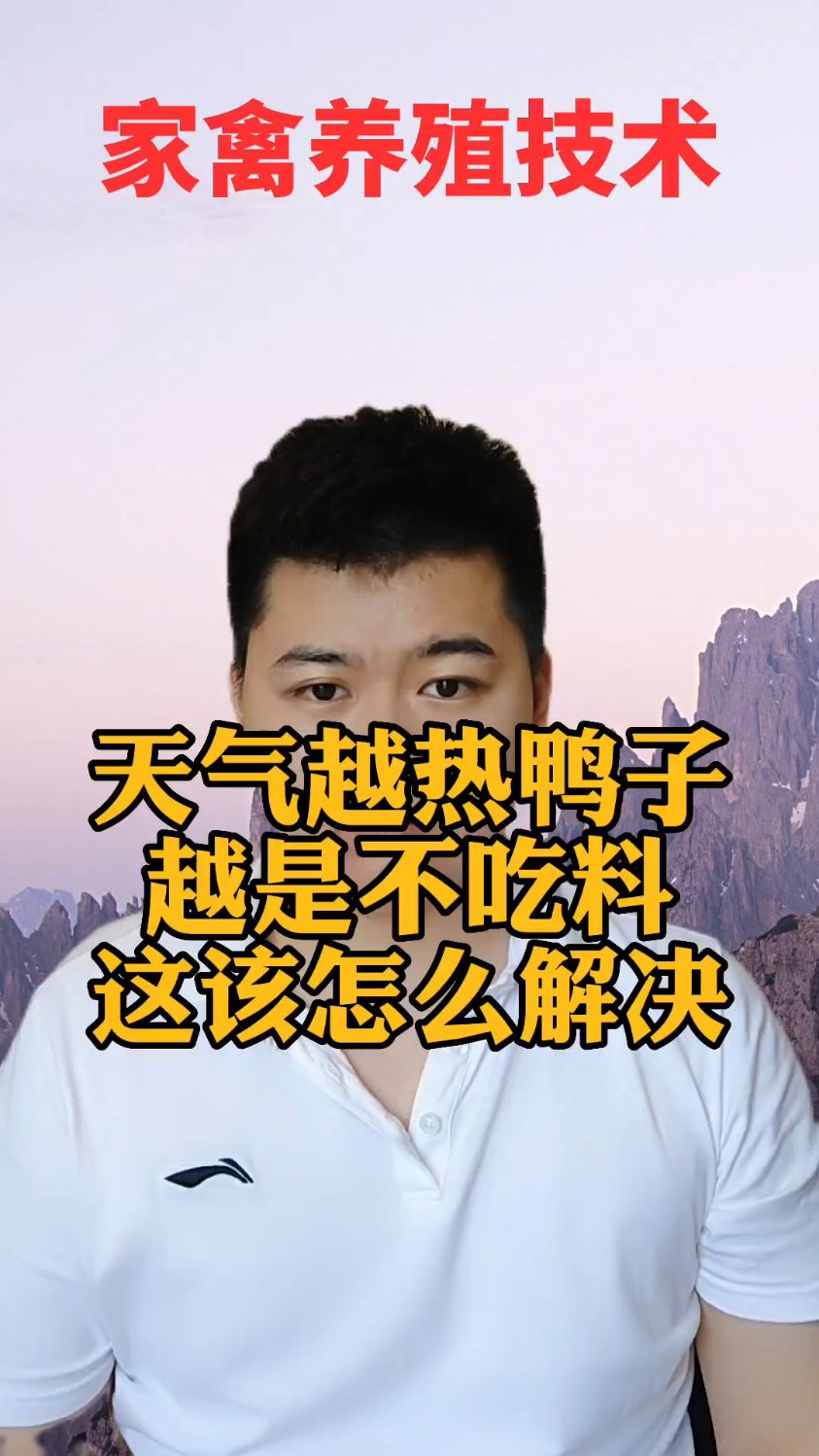 #夏季天热鸭子采食量下降的原因天气热鸭子食欲下降天气热鸭子不吃东西怎么回事