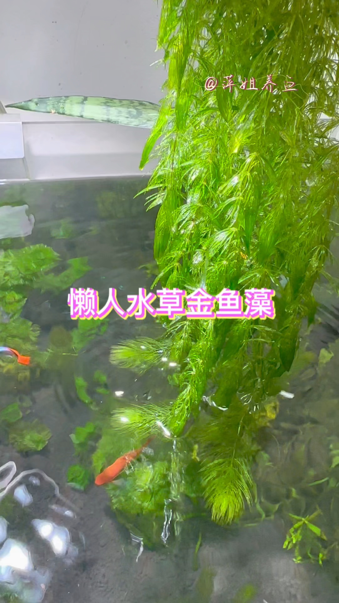 懒人水草之金鱼藻,无需种植可漂浮生长#水族 #鱼缸里的大自然 #观赏鱼