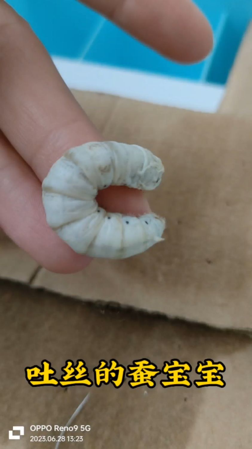 开始吐丝的蚕宝宝长这个样子