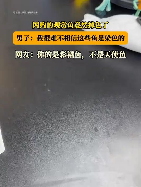 网购的观赏鱼竟然掉色了,男子:我很难不相信这些鱼是染色的