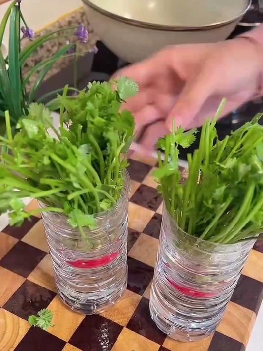 教你在家水培香菜的方法,操作简单