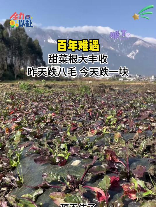 甜菜根一款小众的养生蔬菜很多人没有吃过在国外却特别的火