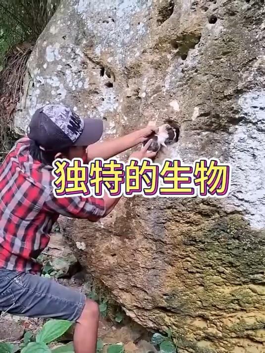 这是个什么品种啊