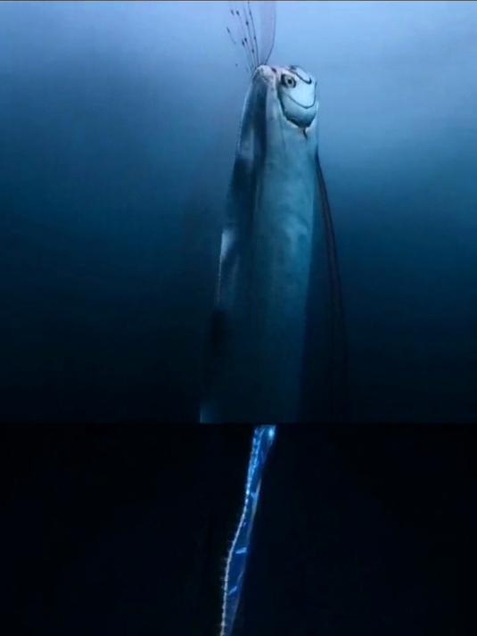 长度可超过十米的深海皇带鱼