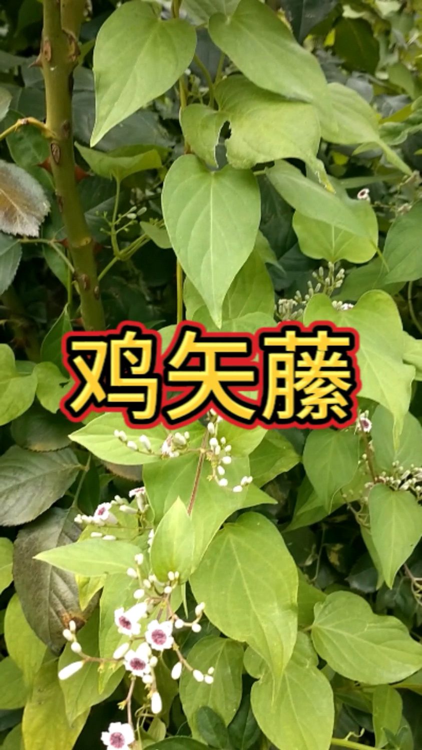 你知道鸡矢藤吗