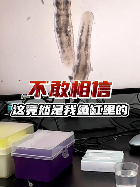 鱼缸里的蛋白虫竟然长这样?
