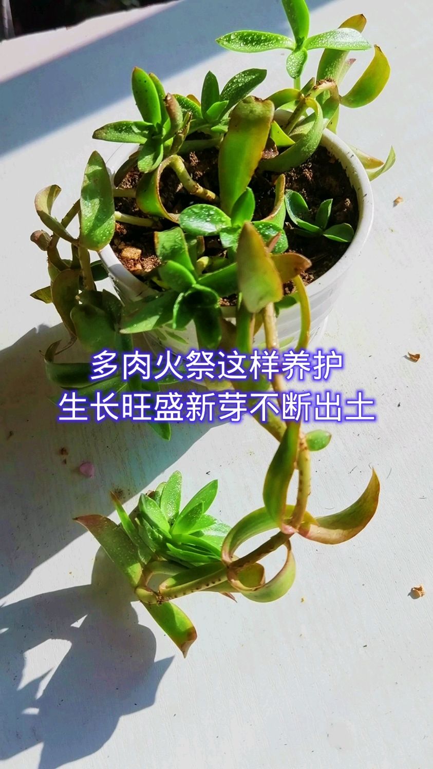 多肉火祭这样养护,生长旺盛新芽不断冒