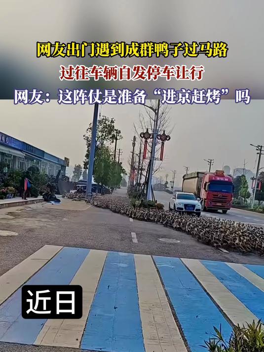 网友出门遇到成群鸭子过马路,过往车辆自发停车让行