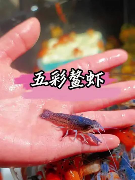 养鱼缸别愁!放几只五彩鳌虾,除藻还能生小虾