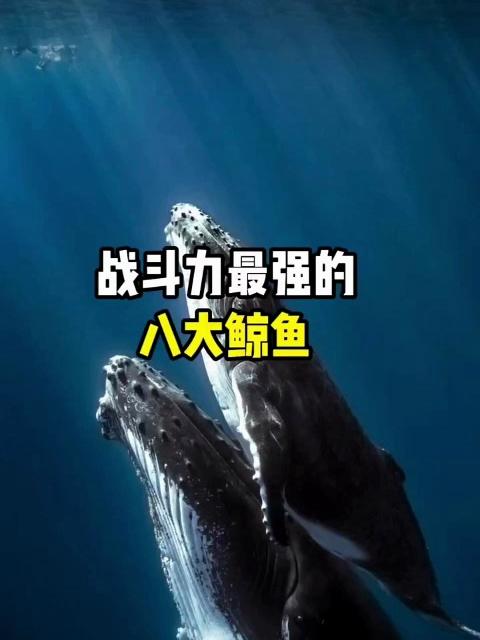 战斗力最强的八大鲸鱼