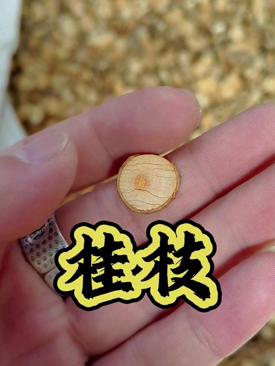 肉桂树的嫩枝有多妙?带你看看“桂枝”和“肉桂”的奇妙区别