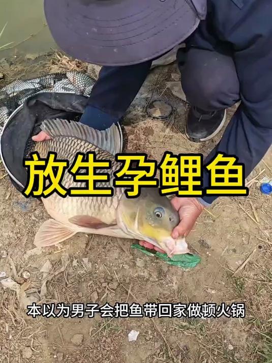 男子把怀孕的鱼放生