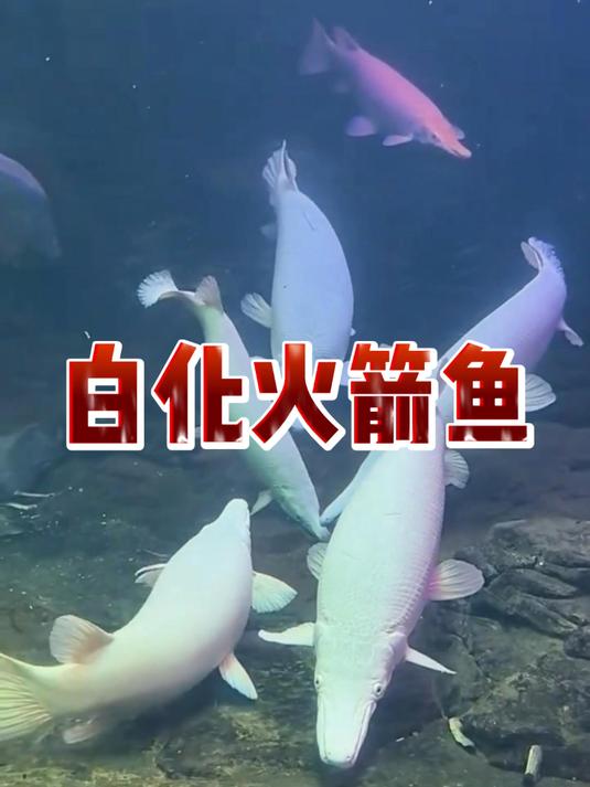 白化火箭鱼