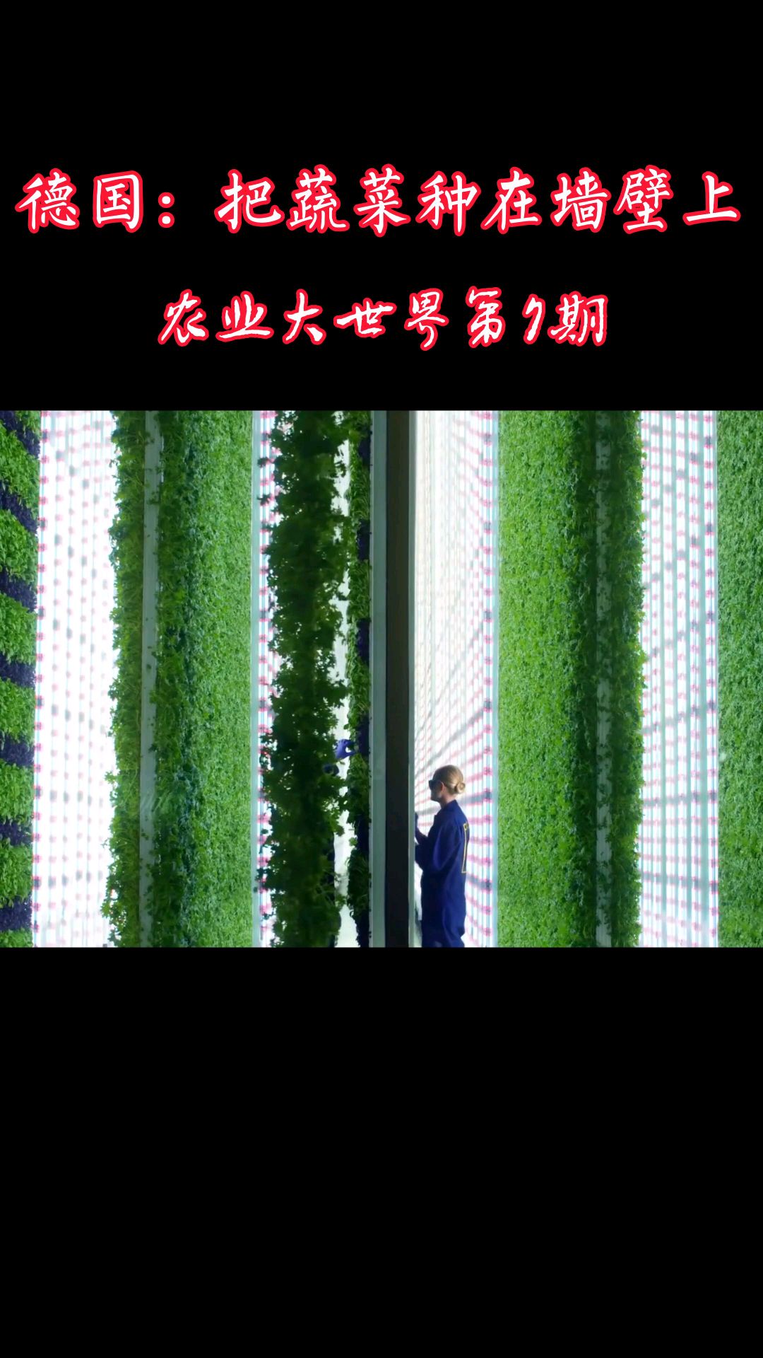 蔬菜工厂,把蔬菜装在墙上,科技种菜,值得借鉴
