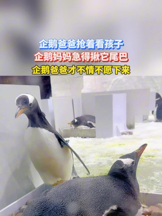 企鹅爸爸抢着看孩子,企鹅妈妈急得揪它尾巴,企鹅爸爸才不情不愿下来
