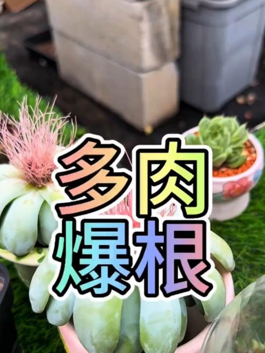 最好的发根方式新手小白养好多肉