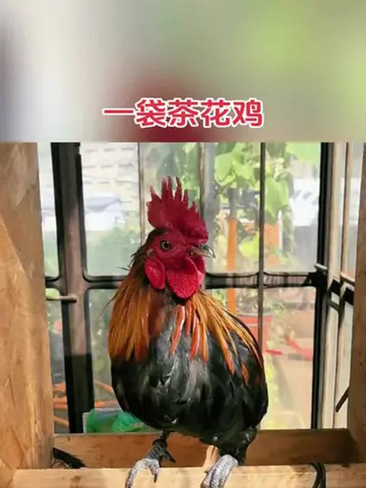 农村散养土鸡咋选?茶花鸡苗成鸡鸡蛋大揭秘!